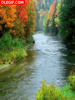 GIF: Árboles otoñales a orillas del río