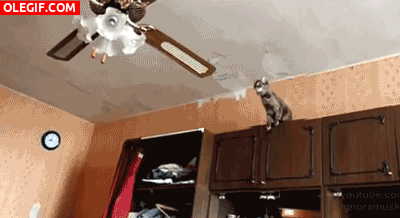 GIF: Este gato es un aventurero