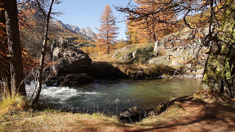 GIF: Río fluyendo en otoño