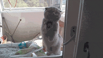 GIF: Este gato quiere entrar en casa