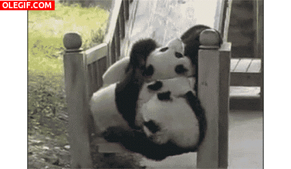 GIF: Estos pandas se lo pasan pipa en el tobogán
