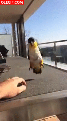 GIF: Mira cómo baila este pájaro