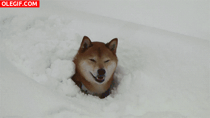 GIF: Este perro encuentra la pelota entre la nieve