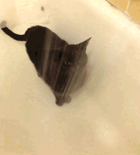 GIF: Mira a este gato cómo bebe agua