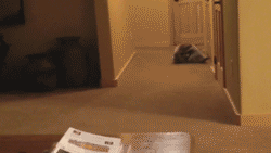 GIF: Un mapache rodando por el pasillo
