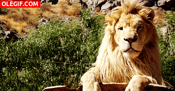 GIF: A este león le ha gustado la comida