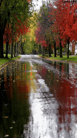 GIF: Llueve en otoño