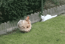 GIF: Mira a este gato peleando con la gallina