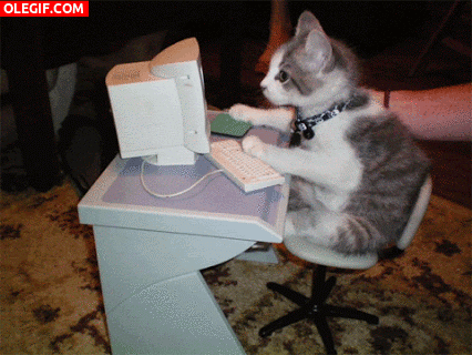 GIF: Un gato informático