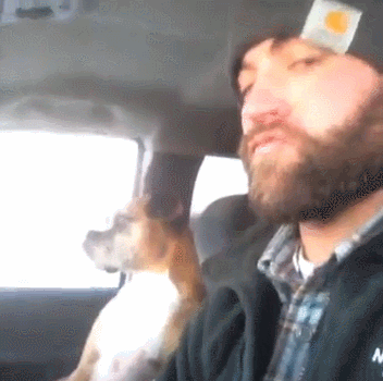 GIF: Con mi perro de copiloto