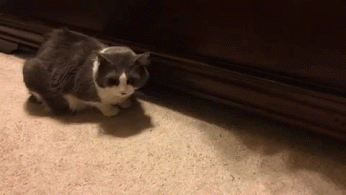 GIF: Un gato asomando la patita