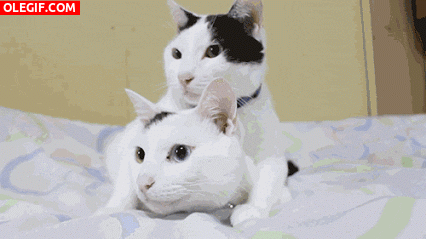 GIF: Dos gatos muy sincronizados