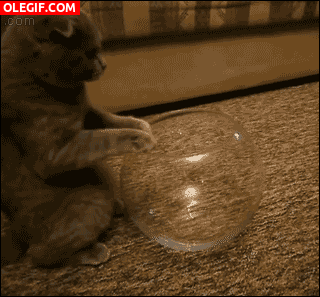 GIF: A este gato le gusta meterse en la pecera