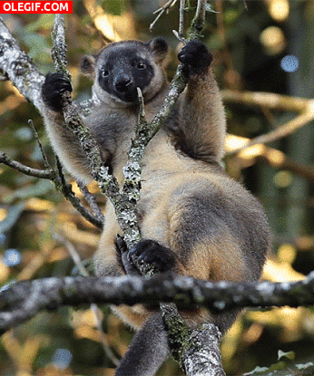 GIF: Canguro de árbol masticando (Dendrolagus lumholtzi)