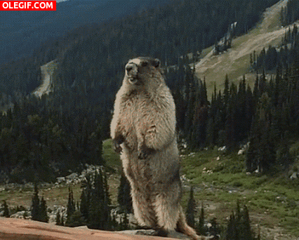 GIF: El grito de la marmota