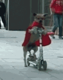 GIF: Un super perro montando en patinete