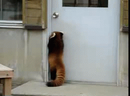 GIF: Este panda rojo da saltitos para abrir la puerta