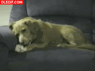 GIF: Este perro se pelea con su pata
