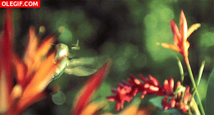 GIF: Un colibrí girando