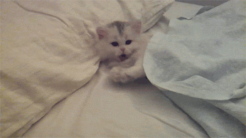 GIF: Un gatito bostezando sobre la cama