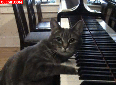 GIF: Un gato pianista