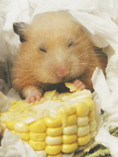 GIF: A este hámster le gusta el maíz