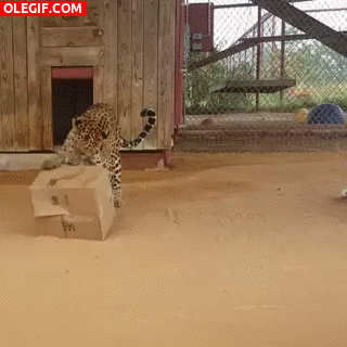 GIF: Mira a este leopardo jugando con una caja