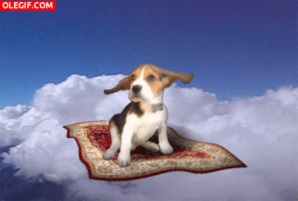 GIF: Perro volando en la alfombra mágica