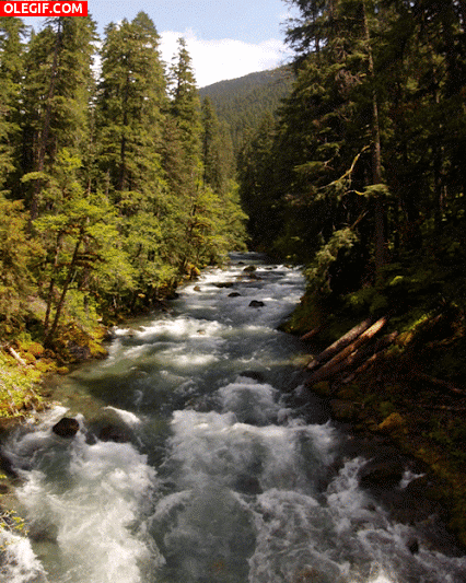 GIF: Agua del río fluyendo entre árboles