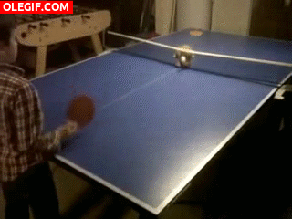 GIF: Jugando al ping pong con mi gato