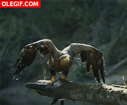 GIF: Águila alzando el vuelo