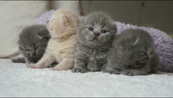 GIF: Mira a estos cuatros gatitos