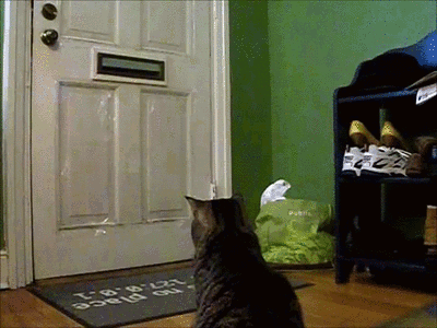 GIF: Mira a este gato recogiendo el correo