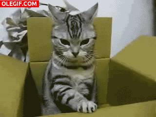GIF: ¿Por qué a los gatos les gusta jugar con cajas?