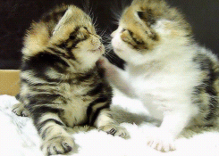 GIF: Gatitos dándose besitos