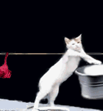 GIF: Un gato haciendo la colada