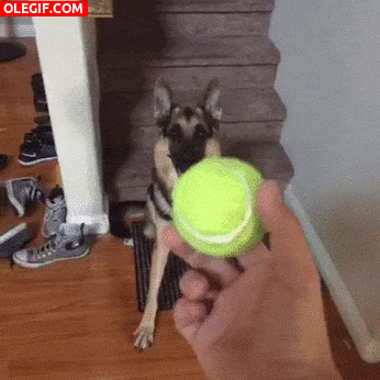 GIF: ¡Coge la pelota!