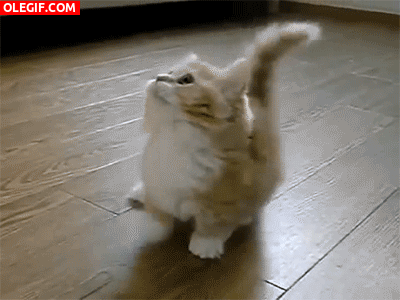 GIF: Un gatito bailarín