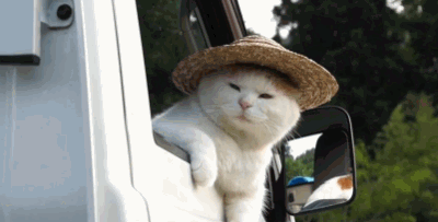 GIF: Este gato se va de paseo con su sombrero
