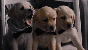 GIF: Mira a estos cachorros bostezando