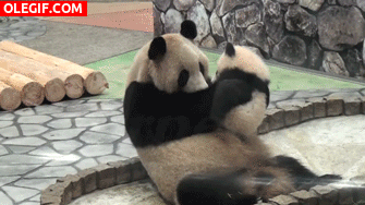GIF: Mira al bebé panda besando a su mamá