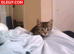 GIF: Un gatito se acerca