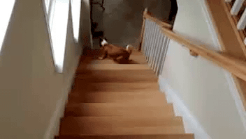 GIF: Este perro sube las escaleras de culo