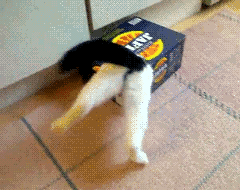 GIF: Este gato no puede salir de la caja