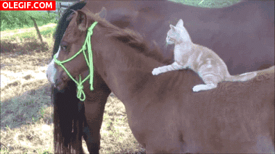 GIF: Mira a este gato cómo muerde al caballo