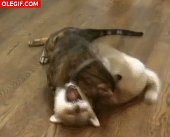 GIF: Gato atacando al perro