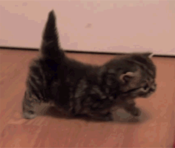GIF: Mira cómo camina este gatito