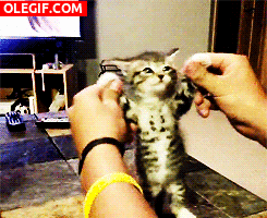 GIF: ¡Qué gato tan gracioso!