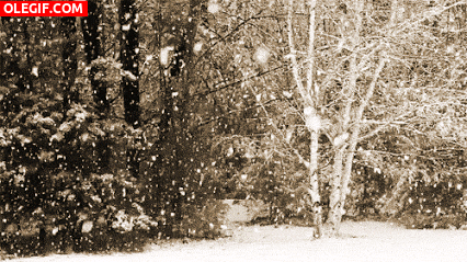 GIF: Nevando en el bosque