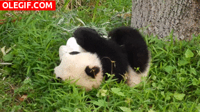 GIF: Mira a este panda rodar por la hierba